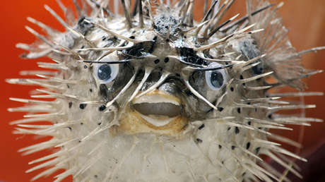 VIDEO: Una extraña criatura hallada en una casa deja a la Red boquiabierta