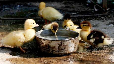 Un futbolista del Arsenal conquista la Red al rescatar a unos patitos (VIDEO)