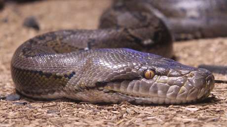 Una mujer desaparecida es encontrada en el vientre de una pitón de 8 metros