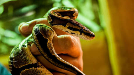 Lleva al hospital a su amiga moribunda y un policía lo multa por exceso de velocidad