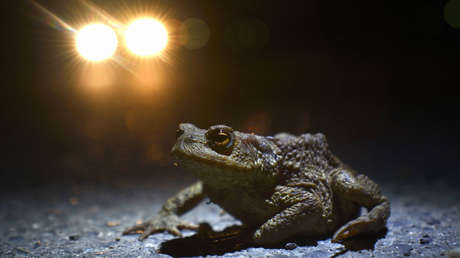 Los animales salvajes se están volviendo cada vez más nocturnos por culpa del hombre
