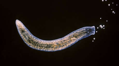 'Elixir de la vida': Aíslan a una célula capaz de regenerar todo el cuerpo