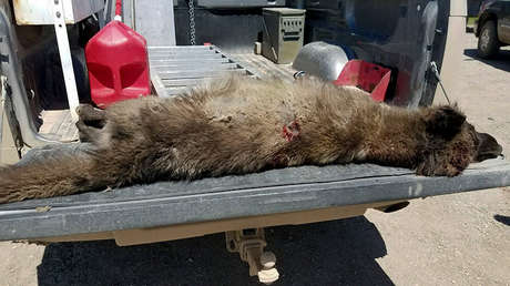 Prueba de ADN permitió identificar a la misteriosa criatura que acechaba ganado en EE.UU.