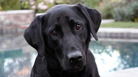 FUERTE VIDEO: Angustioso rescate de un perro a punto de morir estrangulado por una boa