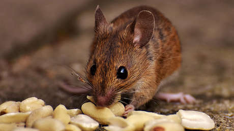 VIDEO: Hallan una 'sorpresa viva' en una bolsa de pan en una cadena de comida rápida en EE.UU.