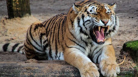 VIDEO: Un tigre 'ataca' por la espalda a un visitante en un zoo