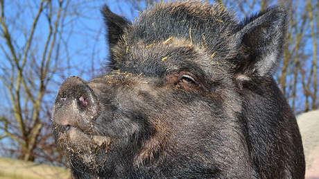 VIDEO: Un jabalí resucita en el maletero del auto de sus cazadores