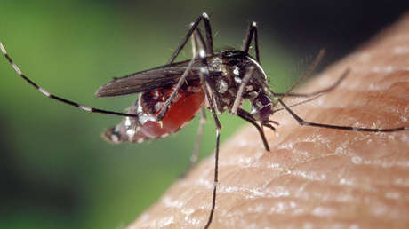 Encuentran en EE.UU. un virus nunca antes detectado en personas