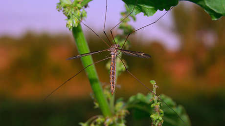 Bill Gates creará mosquitos 'autodestructivos' para vencer la malaria