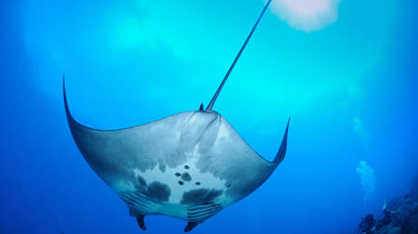 VIDEO: Descubren en el golfo de México el primer vivero natural de mantas gigantes