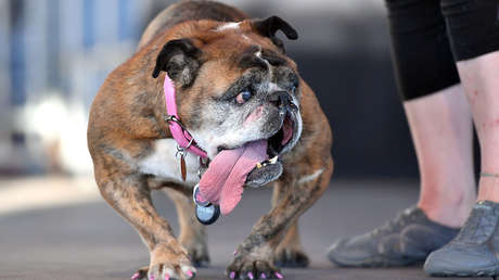 ¿Felicitaciones? Eligen al perro más feo del planeta