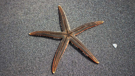 De paseo por la orilla: Avistan una inusual estrella de mar en una playa de Florida (VIDEO)