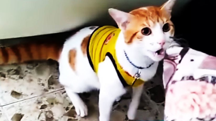 El gato que maulla "gol" cuando marca Colombia (VIDEO)