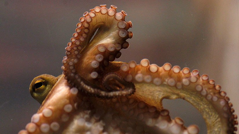 Convierten en 'sashimi' al pulpo oráculo de Japón en el Mundial