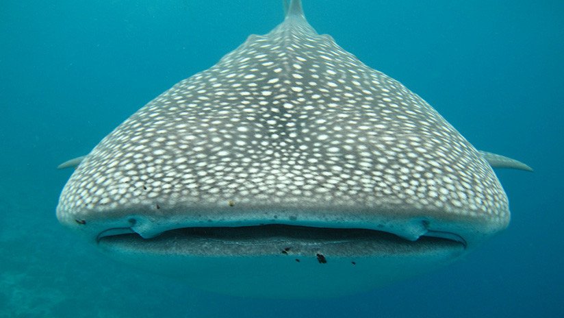 Revelan las causas del misterioso comportamiento de los tiburones ballena