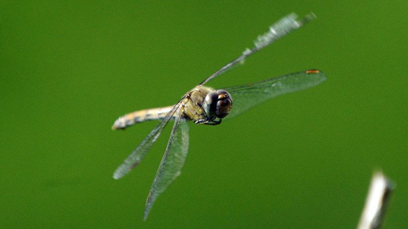 El portero francés Lloris 'besa' a una libélula durante un partido y esta lo 'agradece' en Twitter