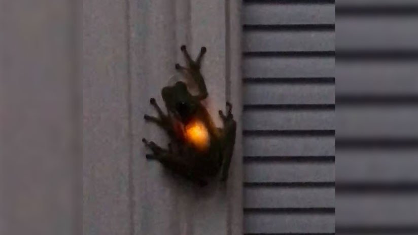 VIDEO: Una rana brilla 'desde dentro' después de tragarse una luciérnaga