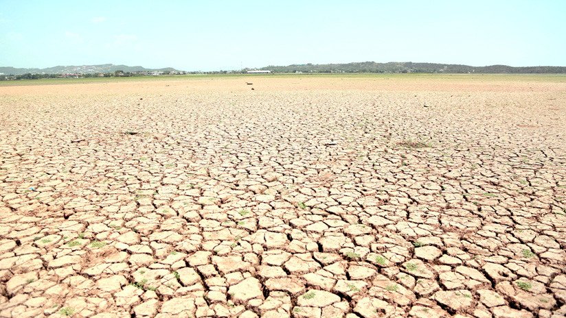 El ritmo actual de la extinción de especies es 1.000 veces más rápido que el natural