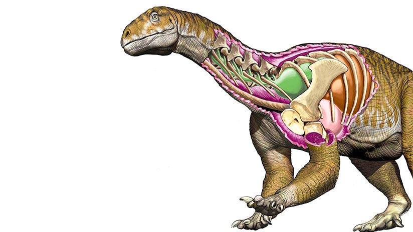 Un fósil hallado en Argentina cambia la historia de los dinosaurios gigantes