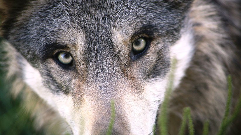 FOTOS: Rescatan a un lobo a punto de morir con la cabeza atrapada en un recipiente plástico