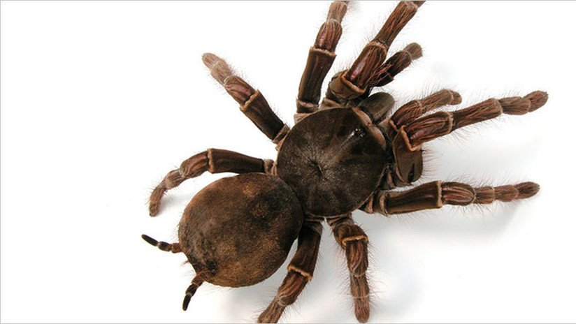 Pánico tras fugarse accidentalmente varias tarántulas gigantes en el Reino Unido