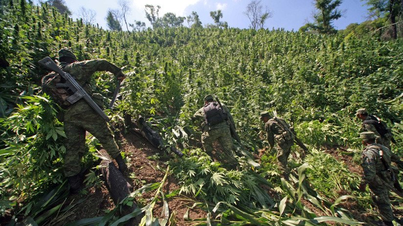 La despenalización de la marihuana en México: ¿Una forma de encarar la violencia?