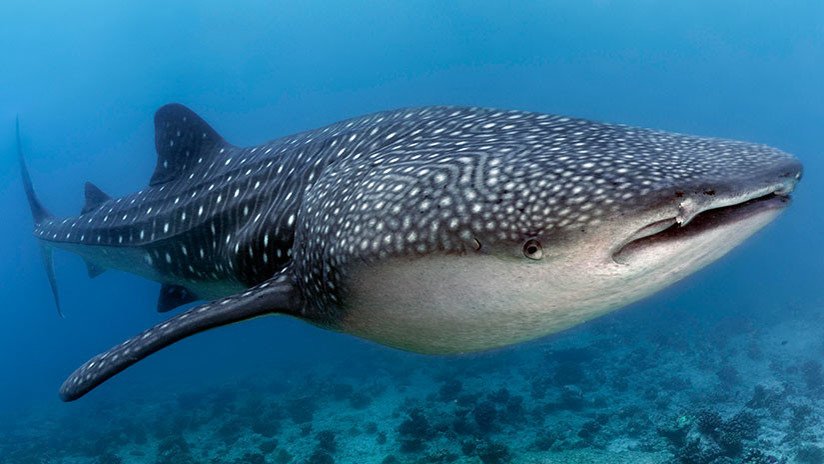Científicos revelan cuántos años pueden llegar a vivir los tiburones ballena
