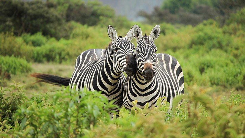 ¡Gato por liebre!: Un zoo pinta rayas negras sobre el pelaje de burros (FOTO)