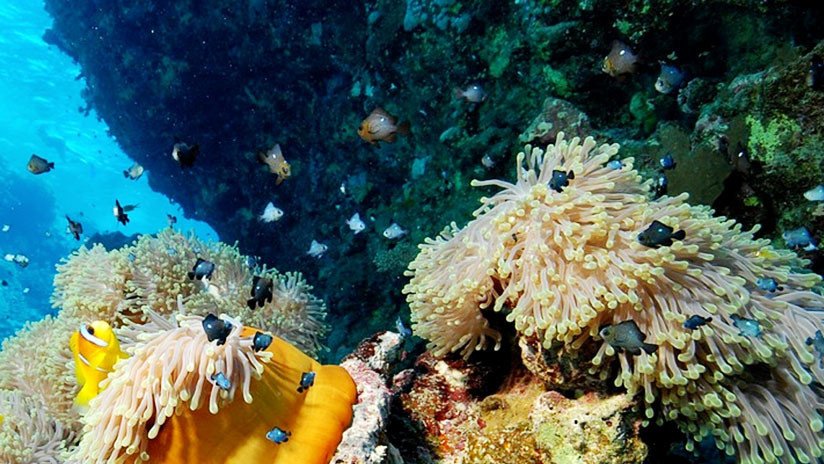 Descubren un "maravilloso mundo de vida" en aguas profundas de la costa de Canadá