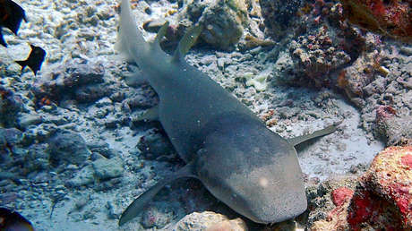 VIDEO: Infartante momento en el que un tiburón arrastra a una mujer bajo un agua llena de cocodrilos
