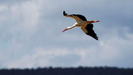 Ornitólogos ponen rastreador con SIM en una cigüeña y reciben factura por 2.700 dólares en llamadas
