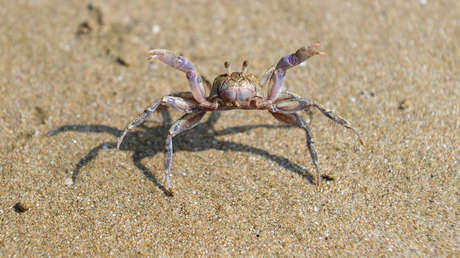 VIDEO: La implacable 'venganza' de un cangrejo al que una joven china quería comer vivo