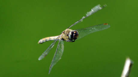 El portero francés Lloris 'besa' a una libélula durante un partido y esta lo 'agradece' en Twitter
