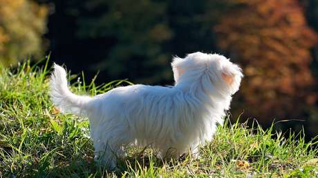 VIDEO: Hombre salva a un perro cuando este caía desde un noveno piso 