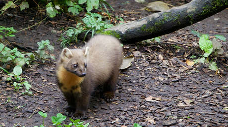 El cultivo de marihuana lleva a esta adorable criatura del bosque al borde de la extinción 