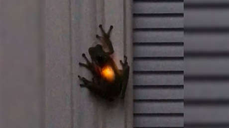 VIDEO: Una rana brilla 'desde dentro' después de tragarse una luciérnaga