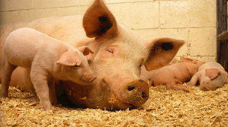 FOTOS, VIDEO: Nace en China un cerdo mutante con 'cara humana'