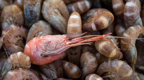Hallan restos de sustancias químicas tóxicas en gambas de Suecia