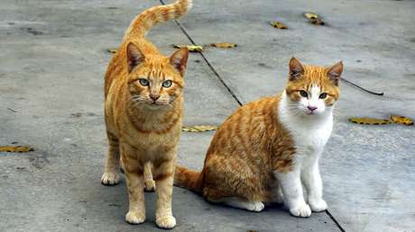 VIDEO: Varios gatos presienten un terremoto segundos antes de que sacuda Osaka
