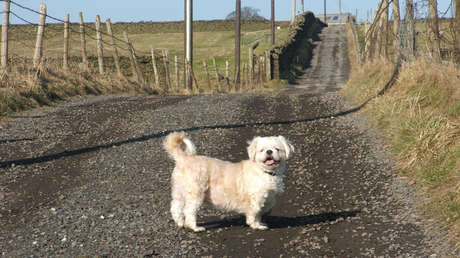 VIDEO ANGUSTIOSO: Salva con sus brazos a una perrita que cayó desde un noveno piso