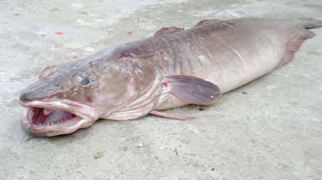 VIDEO: La épica batalla entre un 'Tarzán ruso' y un bagre de más de dos metros