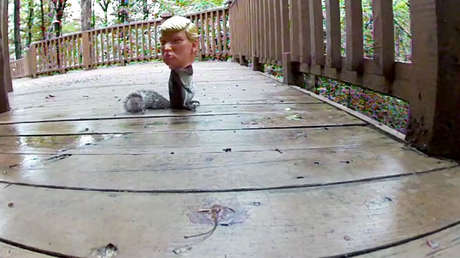 Video surrealista: Esta ardilla 'le come el coco' a Trump