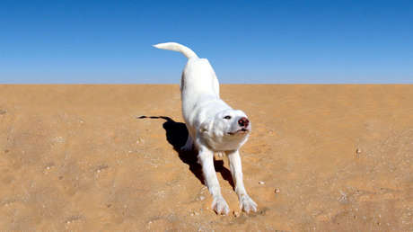VIDEO: Decide tomar el sol en la playa, pero su perro arruina el momento