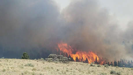 EE.UU.: Una mujer incendia un campo para evitar un 'apocalipsis zombi'