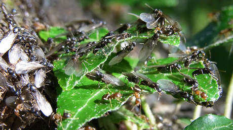 "¿Pero qué diablos es eso?": Un enjambre de insectos invade una gasolinera en EE.UU. (VIDEO)