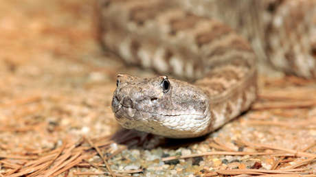 VIDEO: Un perro salva a una familia de una serpiente de cascabel en el jardín de su casa