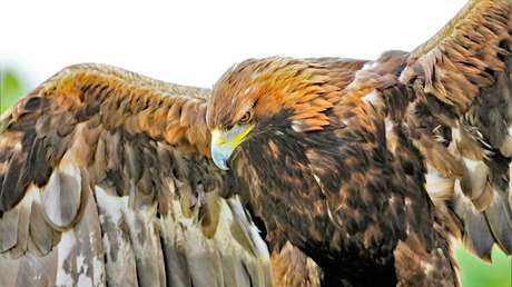 VIDEO: Una águila real se lanza sobre una niña de 8 años y la retiene en el suelo