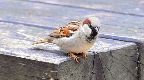 FOTO: El reflejo de un gorrión que vive "en otra línea de tiempo" deja perpleja a la Red