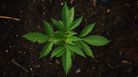 FOTO: Bromistas plantan marihuana en macetas de flores cerca de la Policia en EE.UU.