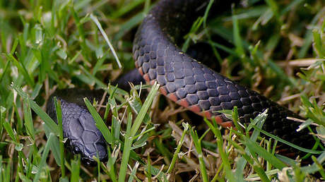 VIDEO, FOTO: Descubren un nuevo tipo de serpiente extremadamente venenosa